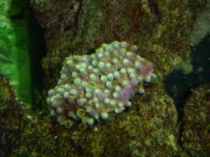 Zoo_s_007