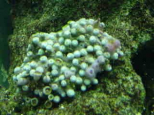 Zoo_s_008