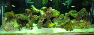 mY 55 gallon under MH
