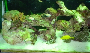 left side of 55 gallon under MH