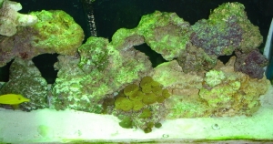 right side of 55 gallon under MH