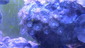 whats in my tank