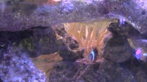 Anenome in back of tank