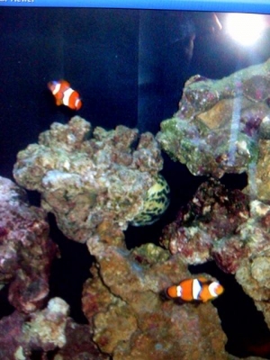 Male and Female pair