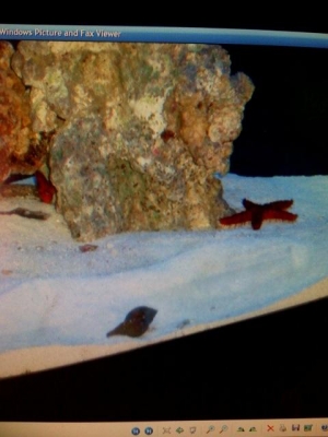 Hawkfish