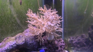more pics