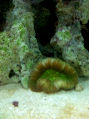 Green Open Brain