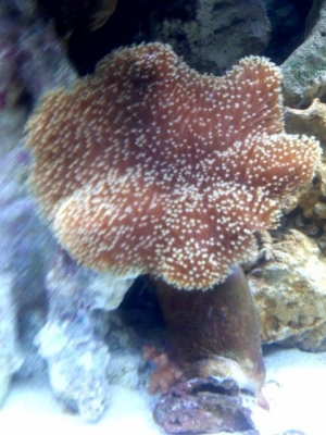 Large Toadstool Leather