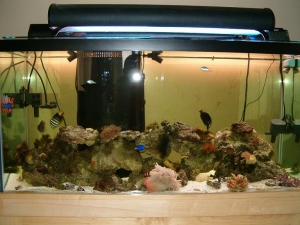 90 Gallon Reef Tank