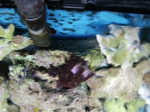 Sponge with Hitch-Hiker unknown