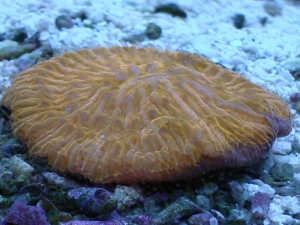 orange fungia plate