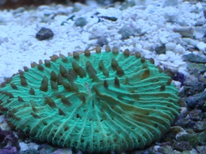 fungia