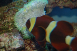 Trying to host a Flower Anemone I