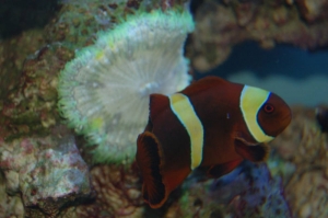 Trying to host a Flower Anemone II
