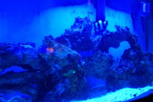 My tank with just actinics on
