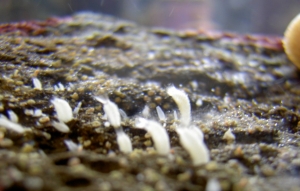 Unknown Tiny Creatures