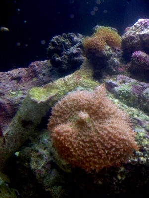 Mushroom Coral