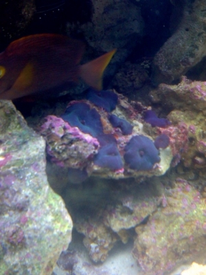 Blue Mushroom w/Kole Tang
