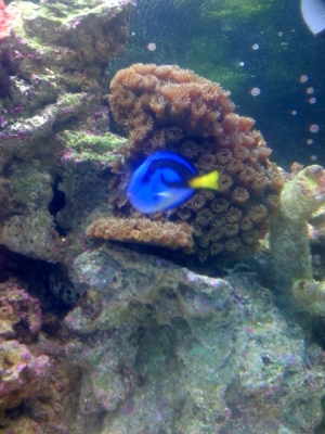 Pagoda w/Blue Hippo Yellow Belly