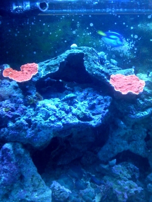 First Hard Coral (Orange Plate Montipora )
