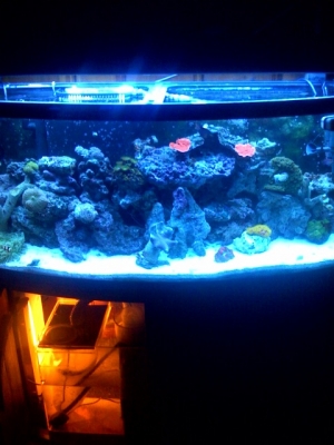 Tank under Actinic_Blue