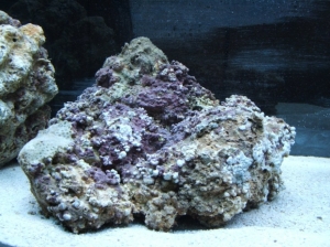 2 Weeks Old