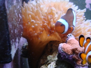 clown fish, bta