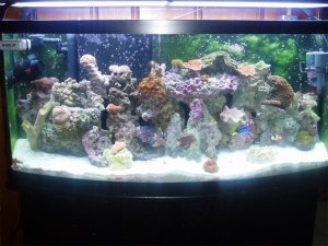 One of the Tanks