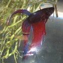 Jonah the Beta