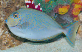 Vlamingis