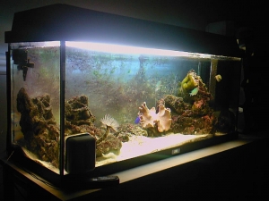 My Reef Tank