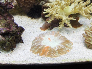 Pink Open Brain Coral