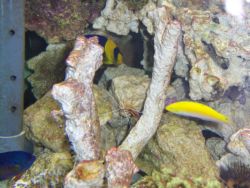 Yellow Wrasse