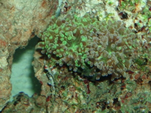 frogspawn