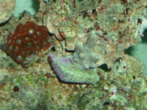 PA100036
