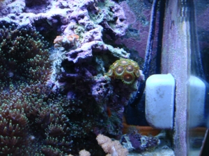nano cube with sump