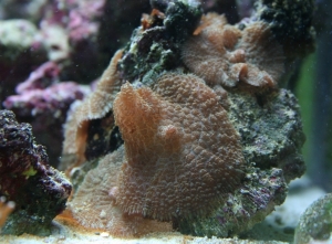 Shrooms1