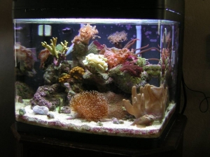 oceanic bio-cube 24gal.