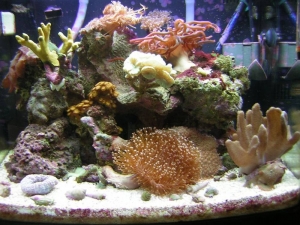 24 gal.