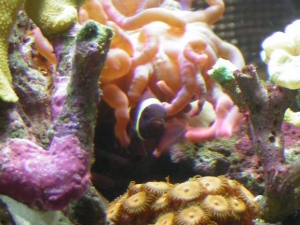 A sea monster and its best friend