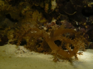 Soft Pink-Brown Coral