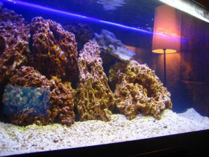 Our 75g fish and reef tank / Nov 2007