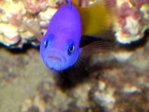Bi-color pseudo