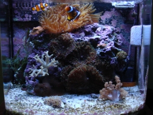 my 12 gal nano cube