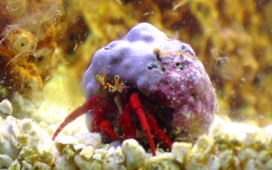 Hermit Crab "Mario"