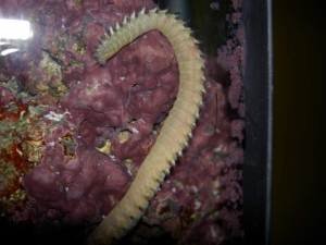 Big Bristleworm