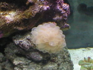 Bubble