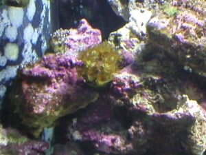 Yellow Polyps