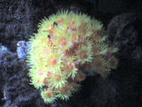 Sunburst Polyps