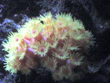 Sunburst Polyps